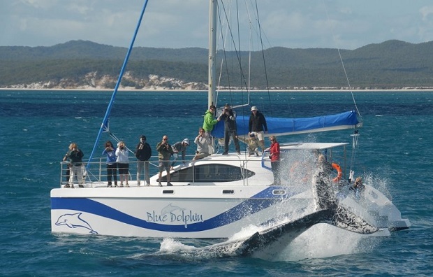 Whale Watching Tours on Hervey Bay