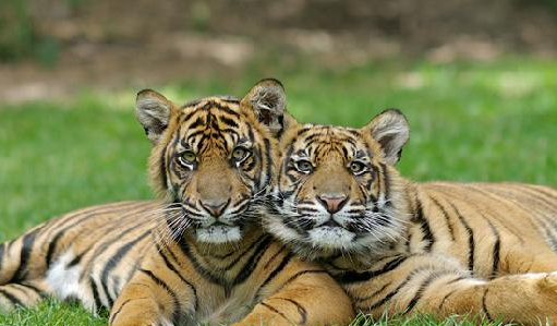 Wildlife Tigers Preserve in Dreamworld of Australia