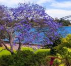 The Royal Botanic Garden of Sydney